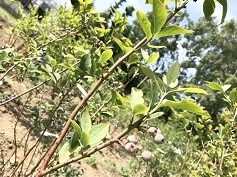 ブルーベリー苗‘アーリーブルー’