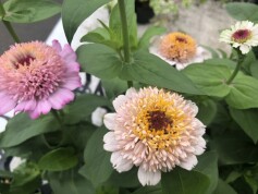 八重咲きジニア