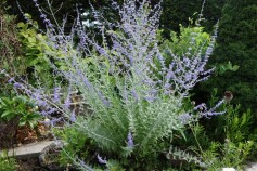 ロシアンセージ