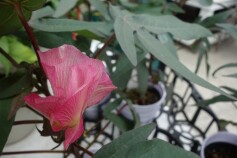 ミニコットン　綿花子