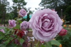 バラ　‘ノヴァーリス’