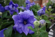 八重咲きキキョウ