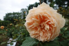 バラ　‘クラウンプリンセスマルガリータ’