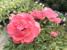 バラ ‘ジャルダンドゥフランス’