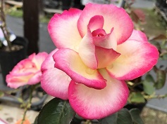 バラ ‘カリフォルニアドリーミング’