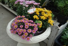 エクセレントマム ピコⓇ