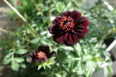 チョコレートコスモス