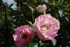 バラ　‘ストロベリーアイス’