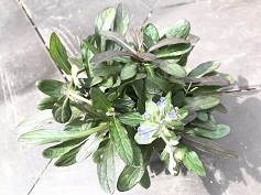 アジュガ ‘チョコレートチップ’