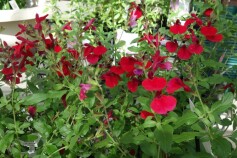 サルビア　ミラージュ