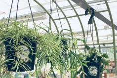 吊り鉢の観葉植物