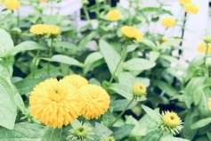 イヌラ　ナツコマチ