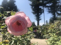 ☆☆苗木売場でセールが始まります☆☆