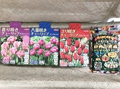 チューリップの球根