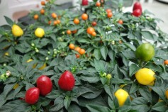 ゴシキトウガラシ