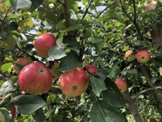 リンゴがたわわに実っています♪