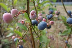 おいしいブルーベリー