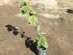 キウイフルーツ‘ニューエメラルド’