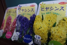 ヒヤシンスの球根