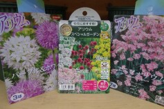 アリウムの球根