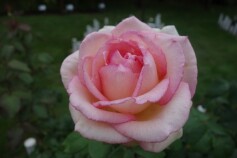 バラ　‘ルイの涙’