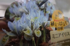 ミニアイリスの球根