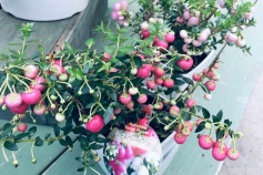 ペルネッティア