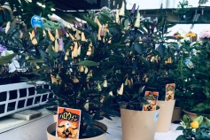 観賞用トウガラシ