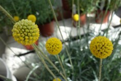 クラスペディア