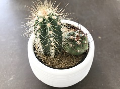 サボテンの寄せ植え