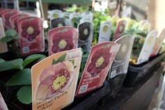 クリスマスローズ