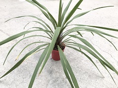 コルリジネ‘オーストラリス ペコ’