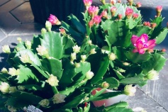 デンマークカクタス