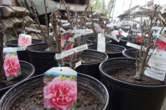 ☆大苗☆　ボタン