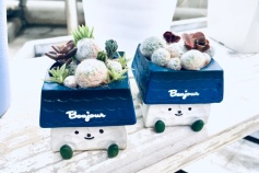 多肉植物の寄せ植え