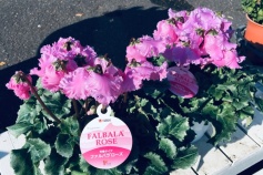 芳香シクラメン 