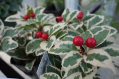 斑入りヤブコウジ