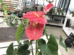 アンスリウム‘ダコタ’