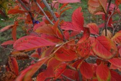 苗木売場の営業は11月1日までです。