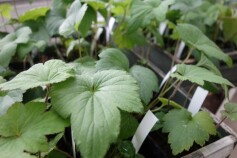 お得☆シュウメイギク（白）