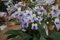 ストレプトカーパス