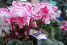 シクラメン‘うさぎのうたげ’Ⓡ