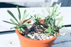 ユーフォルビア属ガビザン