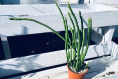 ユーフォルビア属オンコクラータ