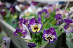 夢見るパンジー