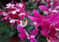 シクラメン　ワーリーギグ