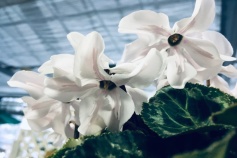 シクラメン ペチコート