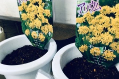 アリウム モーリー