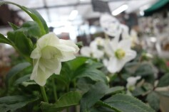 クリスマスローズ