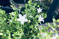 スタッフＵより